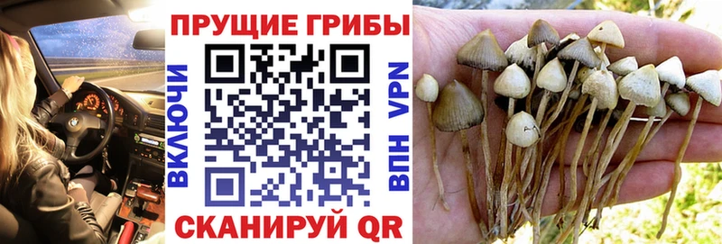 Псилоцибиновые грибы Psilocybe  закладки  Анива 